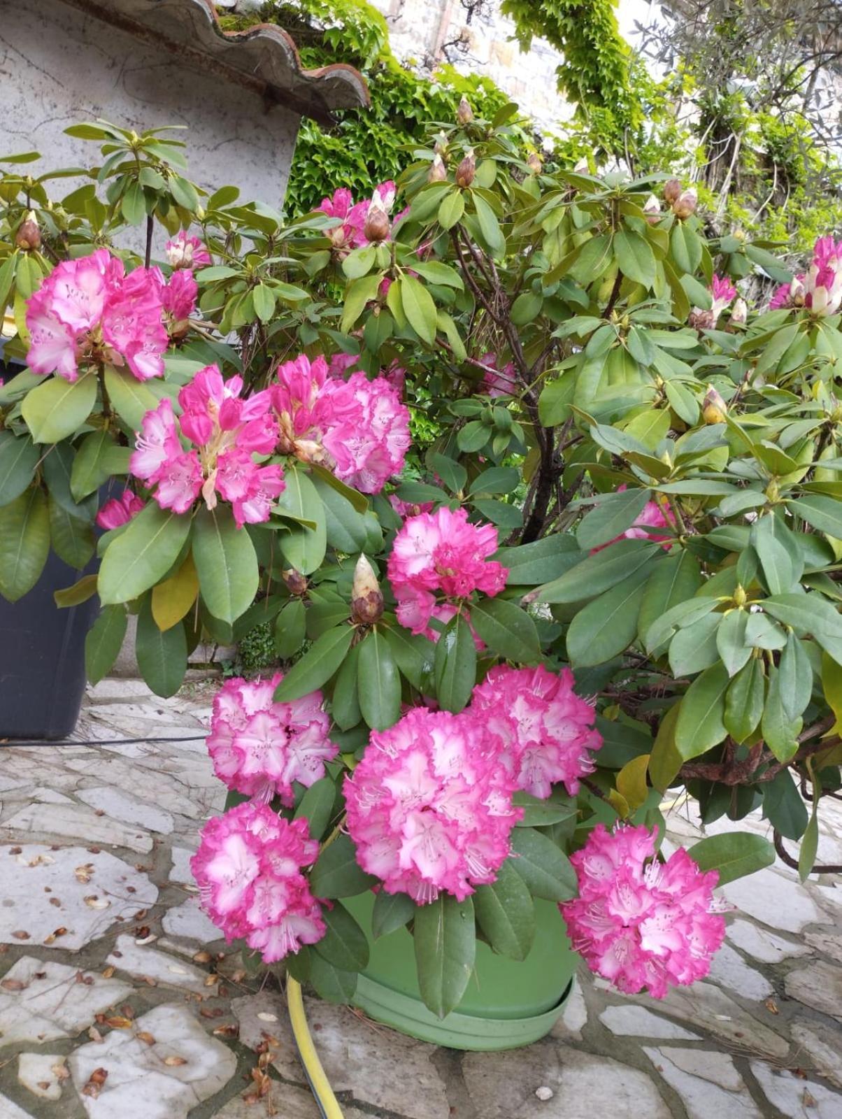 Gite 2 "Le Tilia " Aux Magnolias 3 Etoiles Обена Екстериор снимка
